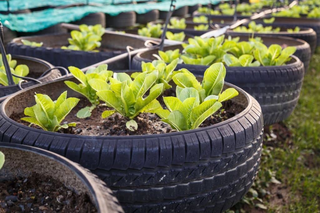 Used Tires for Gardening
